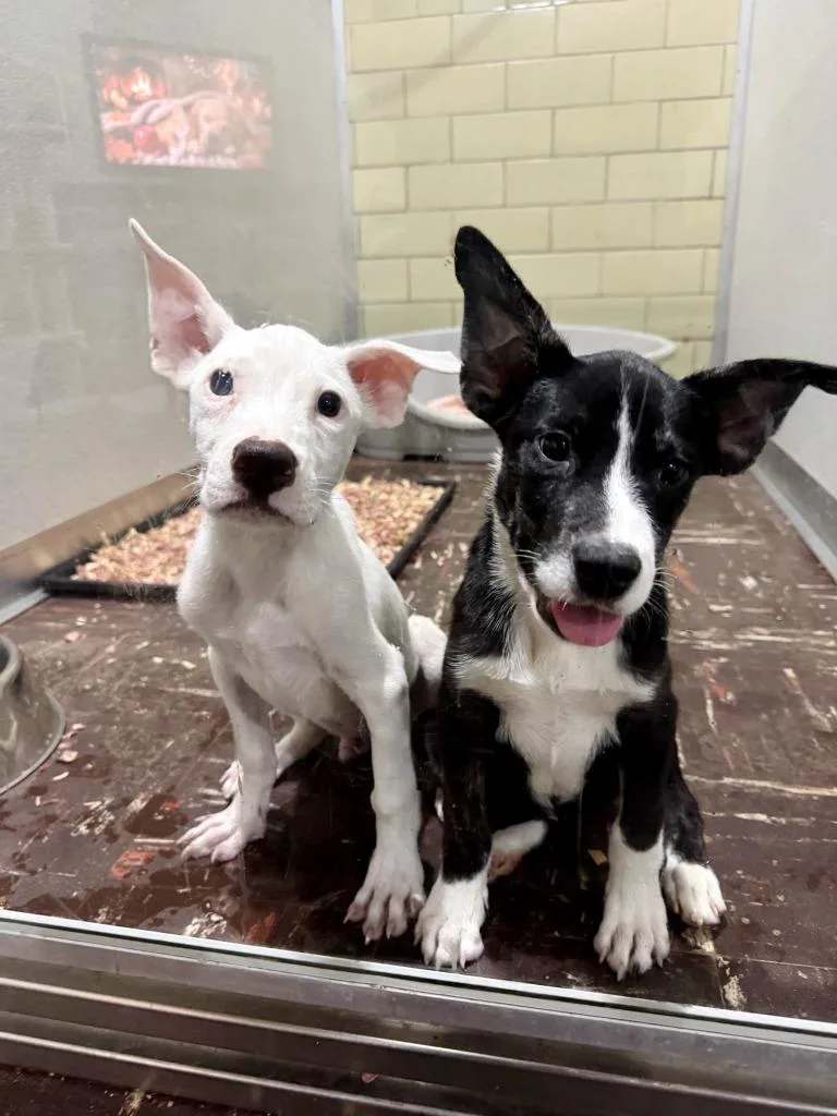 A baby medium-sized male Mixed Breed dog named Cricket for adoption in Effingham, IL
