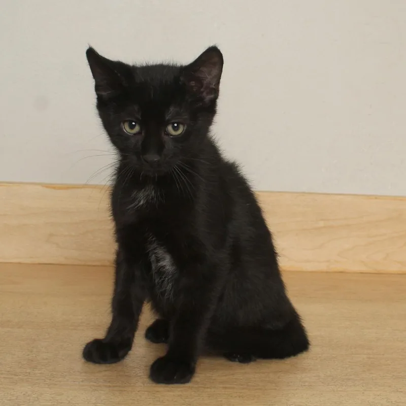 A baby small-sized male Black Domestic Short Hair cat named Monkey C for adoption in Minnetonka, MN