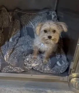 A young small-sized male Brown / Chocolate Yorkshire Terrier dog named Flash for adoption in Phoenix, AZ