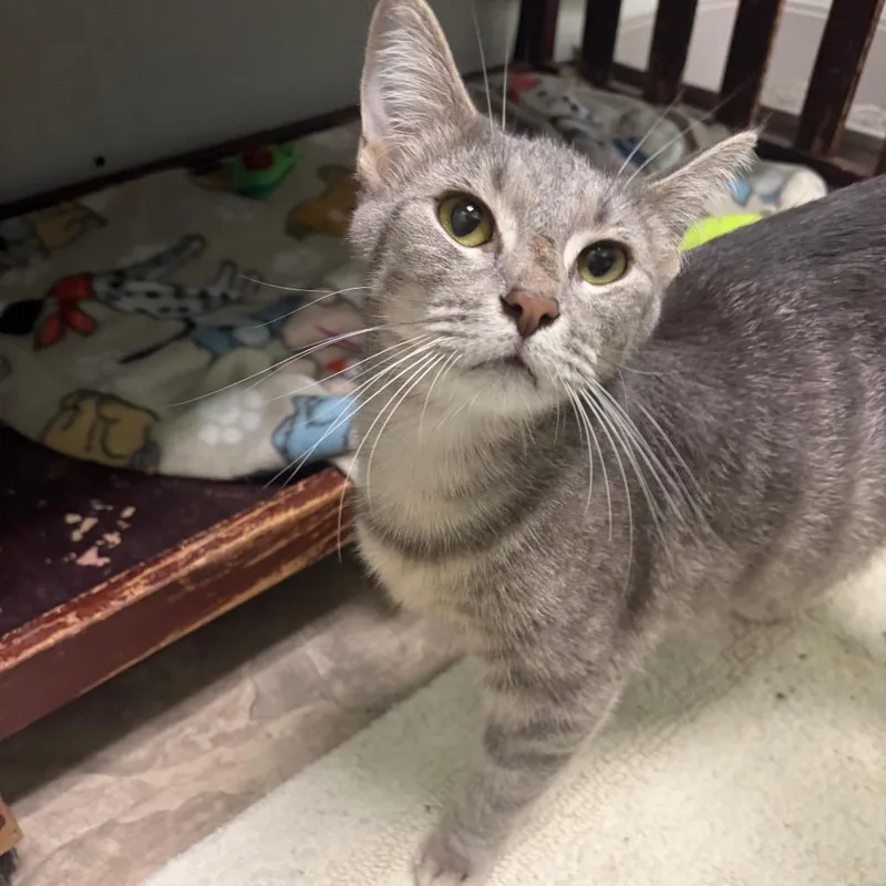 A young medium-sized female Gray / Blue / Silver Domestic Short Hair cat named Indigo for adoption in Pekin, IL