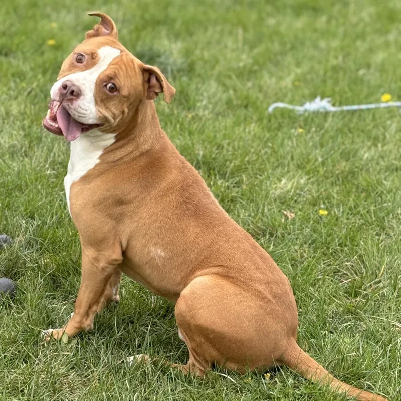 An adult large-sized male Yellow / Tan / Blond / Fawn Pit Bull Terrier dog named Spike for adoption in Marshalltown, IA