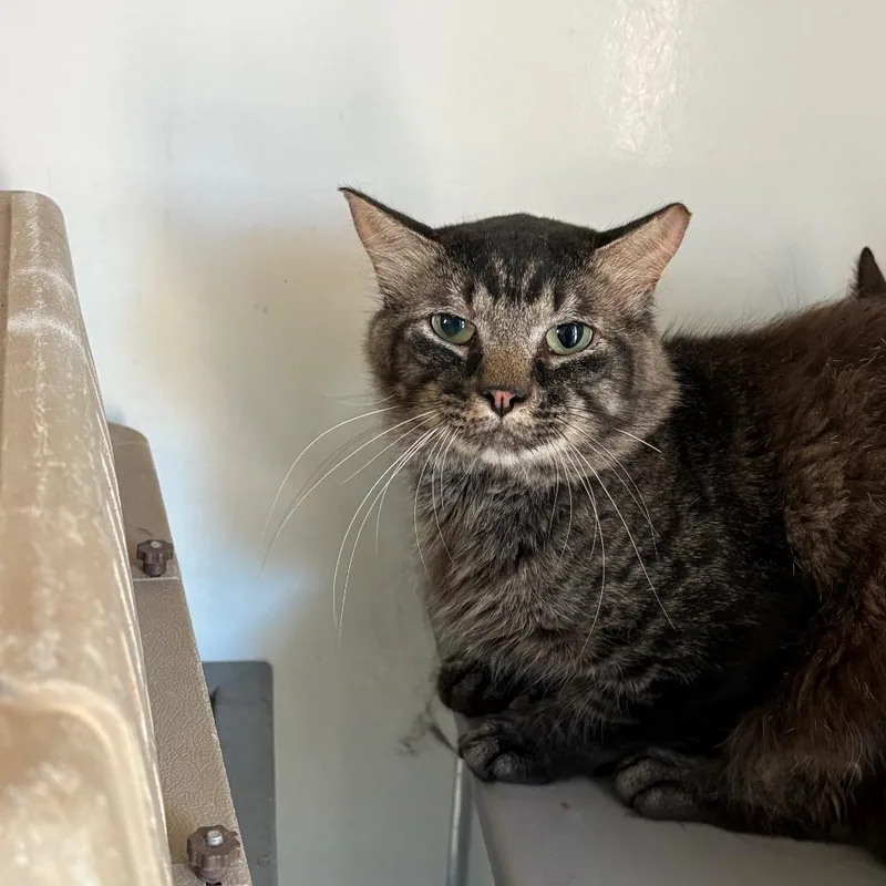 An adult medium-sized male Brown / Chocolate Domestic Medium Hair cat named Anwar for adoption in Branford, CT