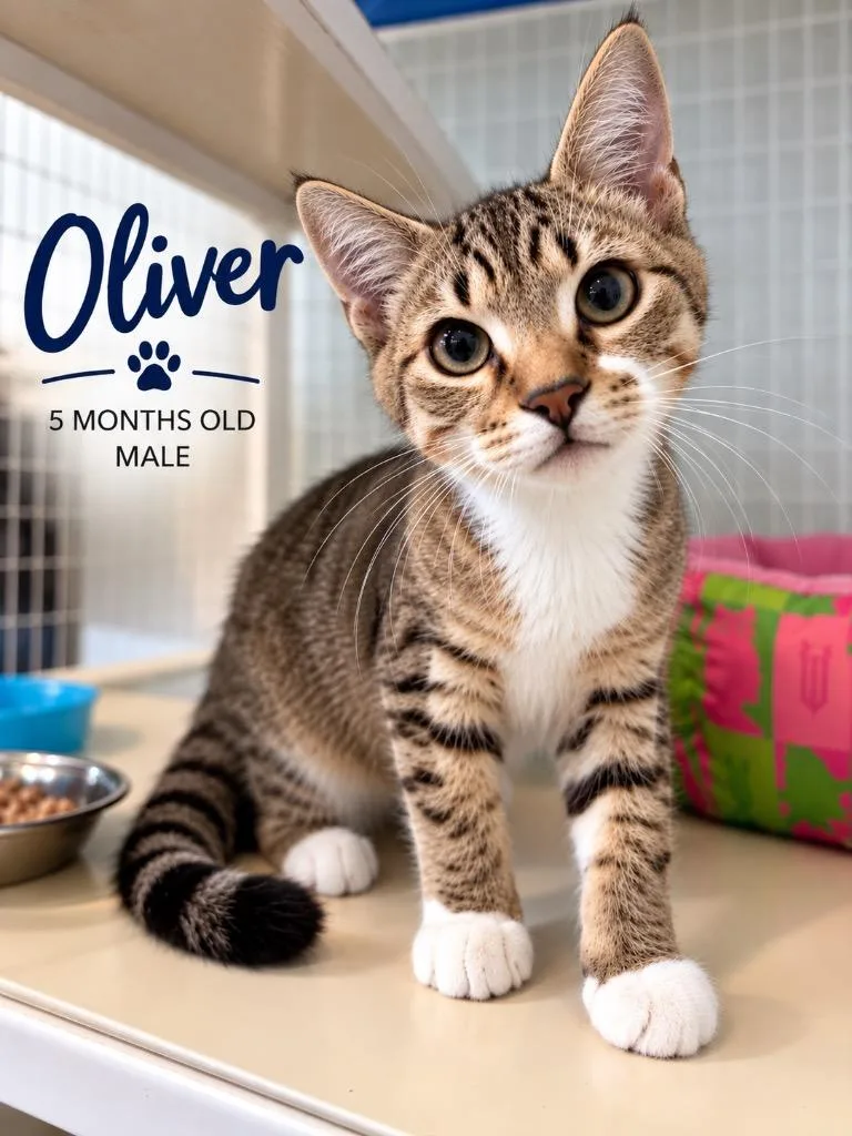 Oliver thumbnail 4