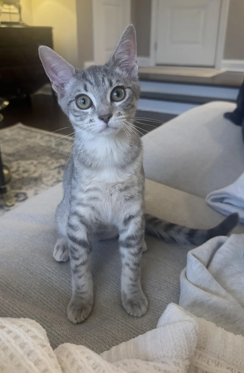 Willow
