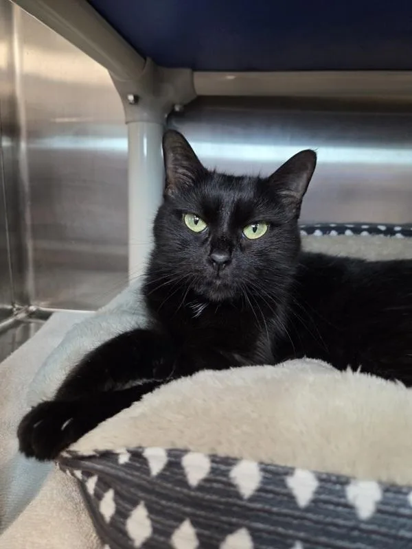 An adult medium-sized female Domestic Short Hair cat named Maria for adoption in Millersville, MD