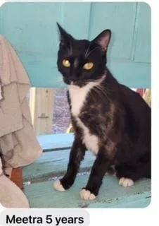 An adult medium-sized female Black & White / Tuxedo Domestic Short Hair cat named Meetra for adoption in Bend, OR
