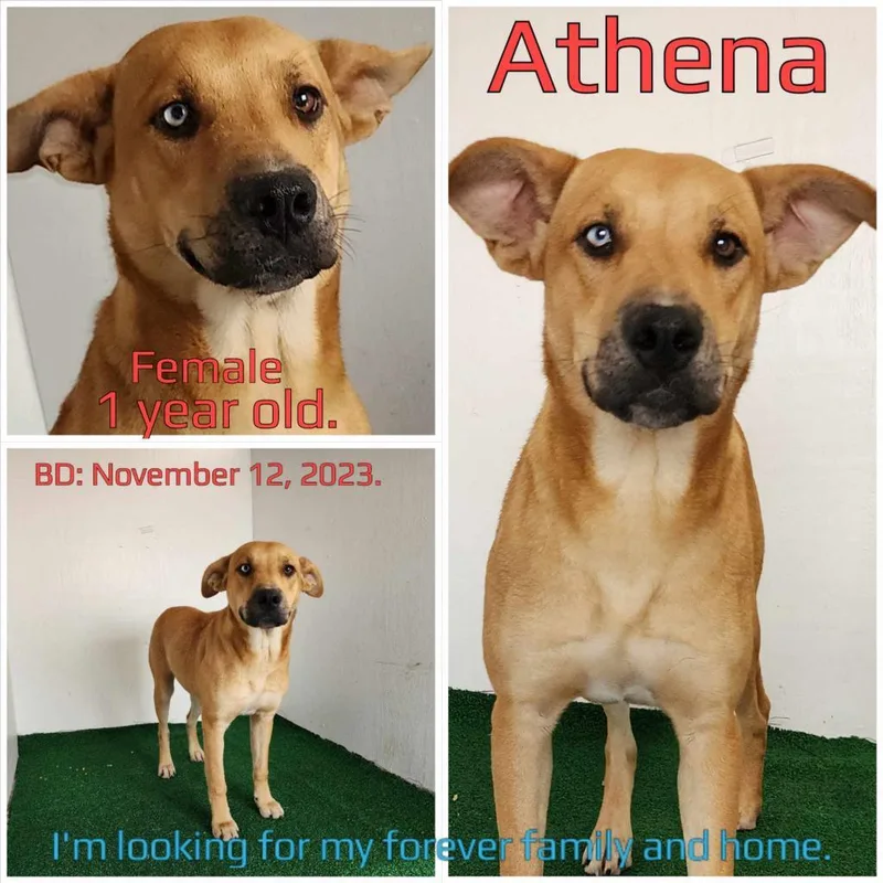 An adult medium-sized female Yellow / Tan / Blond / Fawn Mixed Breed dog named Athena for adoption in Boaz, AL
