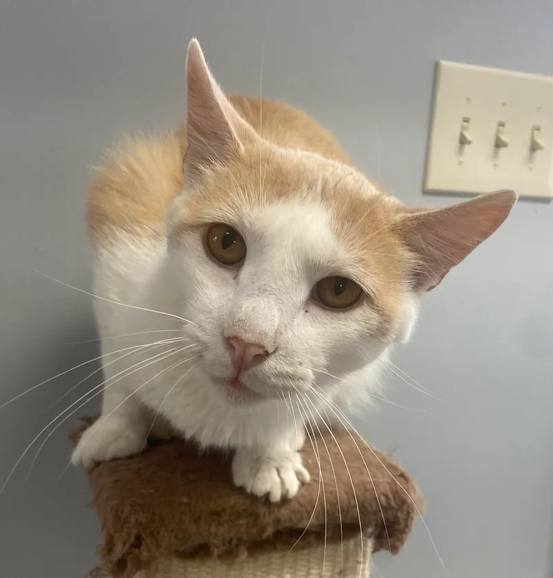 An adult large-sized male Domestic Short Hair cat named Yoplait for adoption in Breinigsville, PA