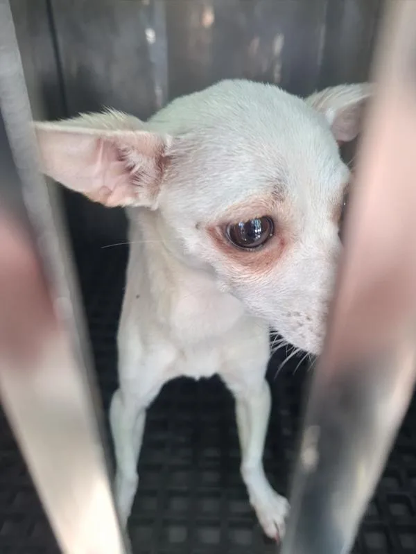 A young small-sized male Chihuahua dog named Pen for adoption in Lawrenceville, GA