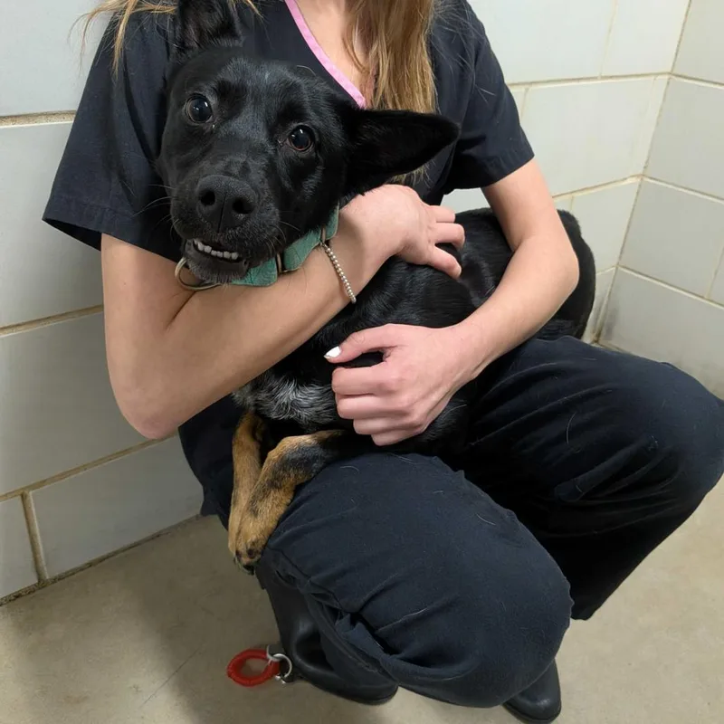 A young medium-sized female Black Mixed Breed dog named Chispa for adoption in Grand Rapids, MI