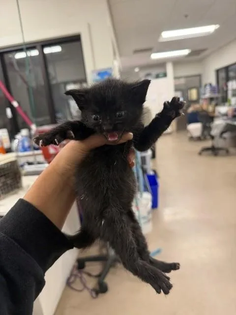 A baby small-sized male Domestic Short Hair cat named Cole for adoption in Santa Maria, CA