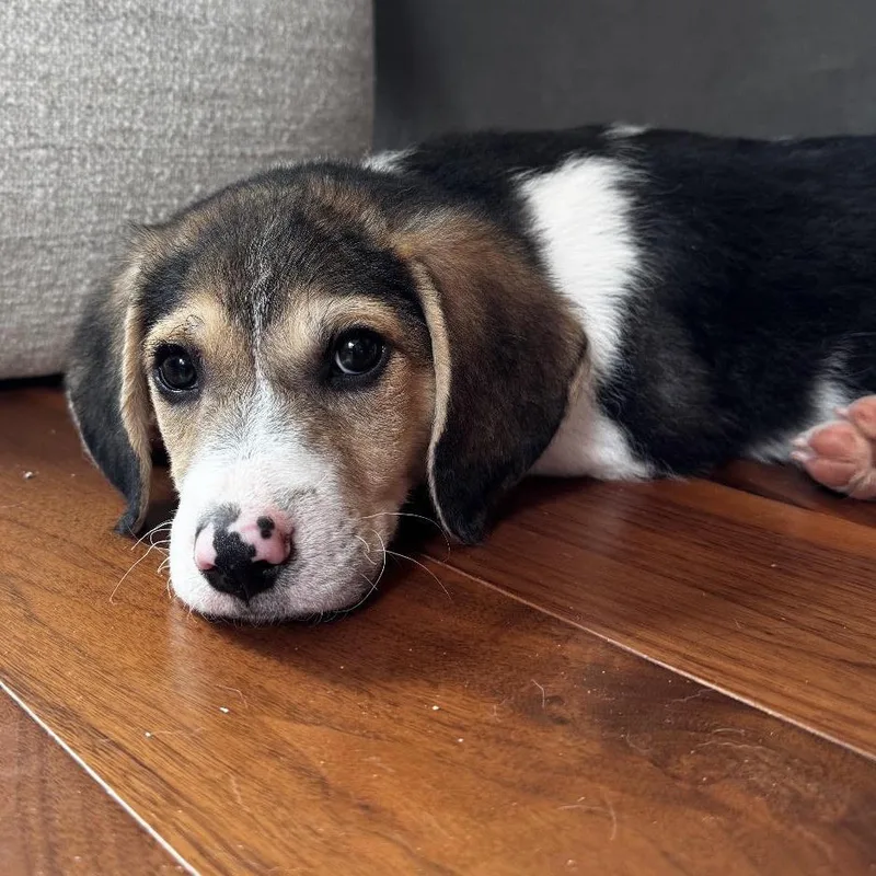 A young small-sized male Beagle dog named Benji for adoption in Stokesdale, NC