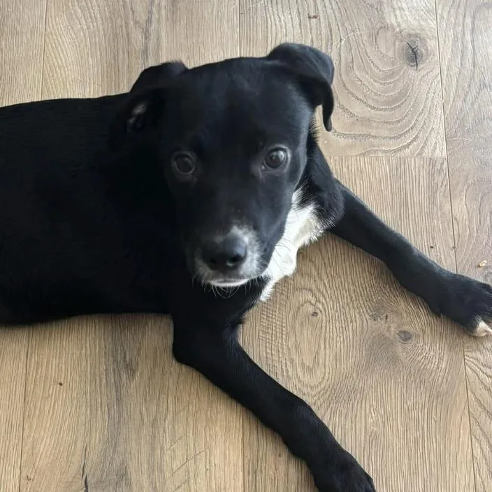 A baby small-sized female Black Mixed Breed dog named Leena for adoption in Coralville, IA