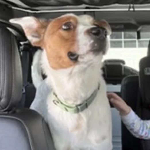 An adult medium-sized male Australian Cattle Dog / Blue Heeler dog named Scout for adoption in Key Largo, FL