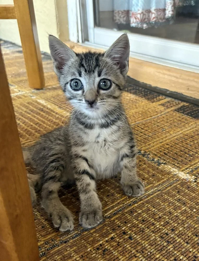 A baby small-sized female Gray / Blue / Silver Domestic Short Hair cat named Holly for adoption in Green Valley, AZ
