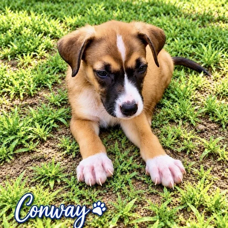 A baby medium-sized male Tricolor (Brown, Black, & White) Mixed Breed dog named Conway for adoption in Brewton, AL