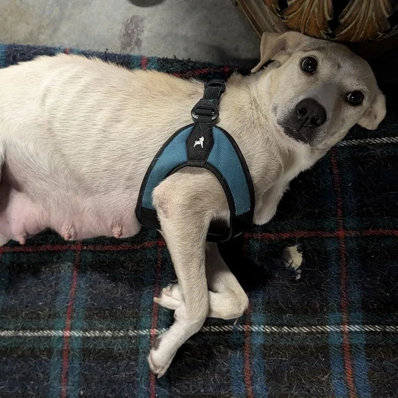 An adult medium-sized female Yellow / Tan / Blond / Fawn Mixed Breed dog named Astaria for adoption in Chicago, IL