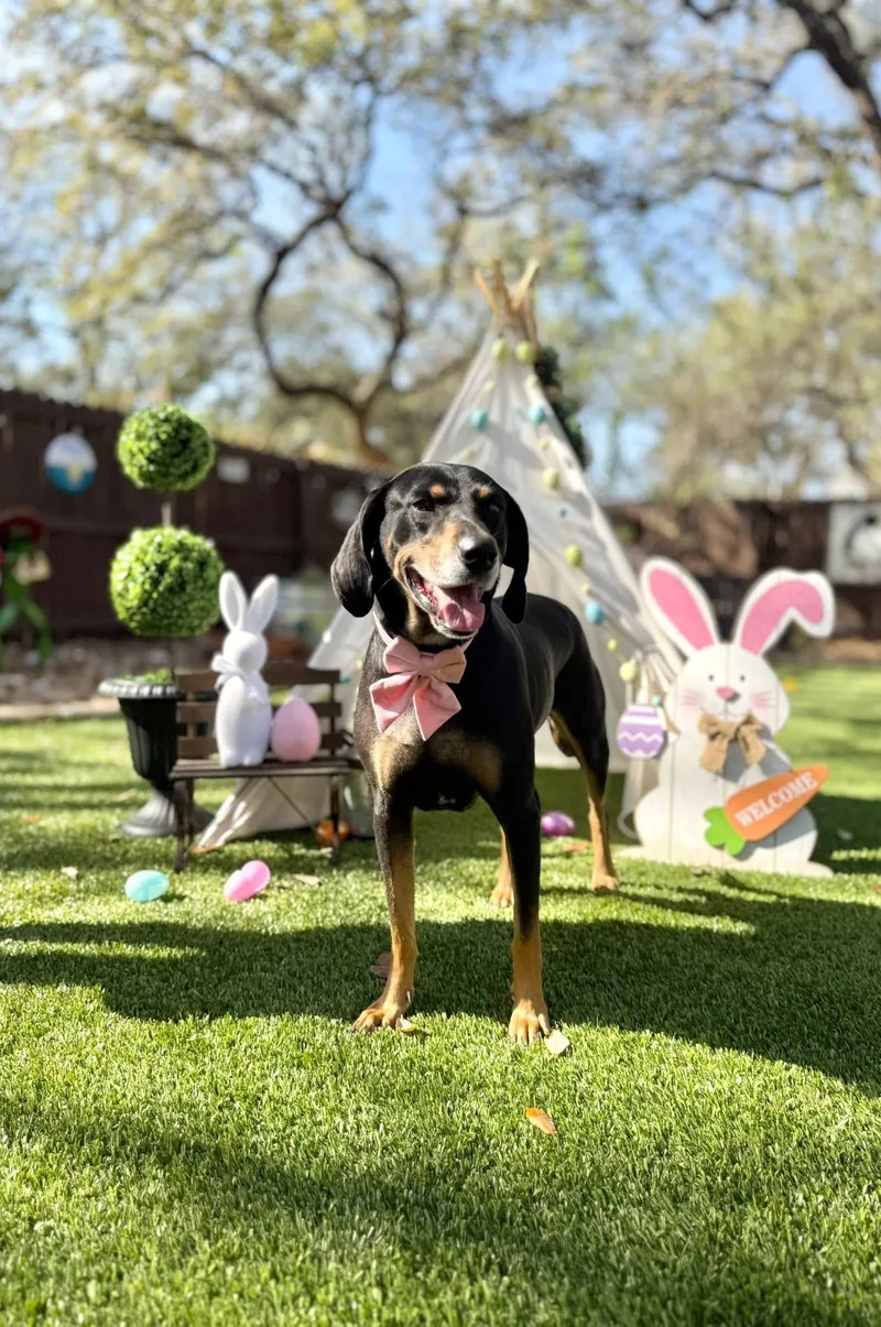 An adult medium-sized female Hound dog named Lucille for adoption in San Antonio, TX