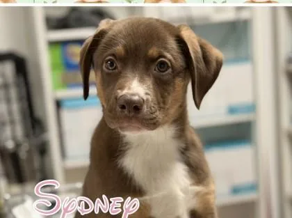 A baby medium-sized female Australian Shepherd dog named Sydney for adoption in Morton Grove, IL