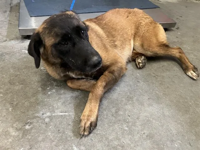 An adult large-sized female Anatolian Shepherd dog named Pumpkin for adoption in Camarillo, CA