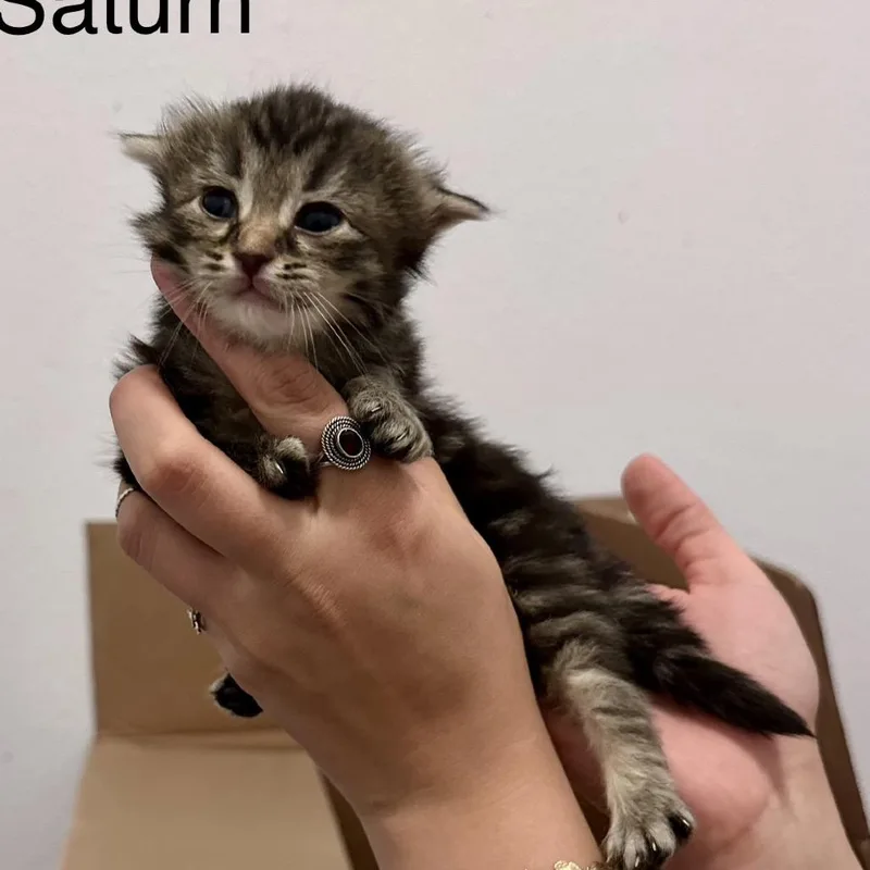 Saturn