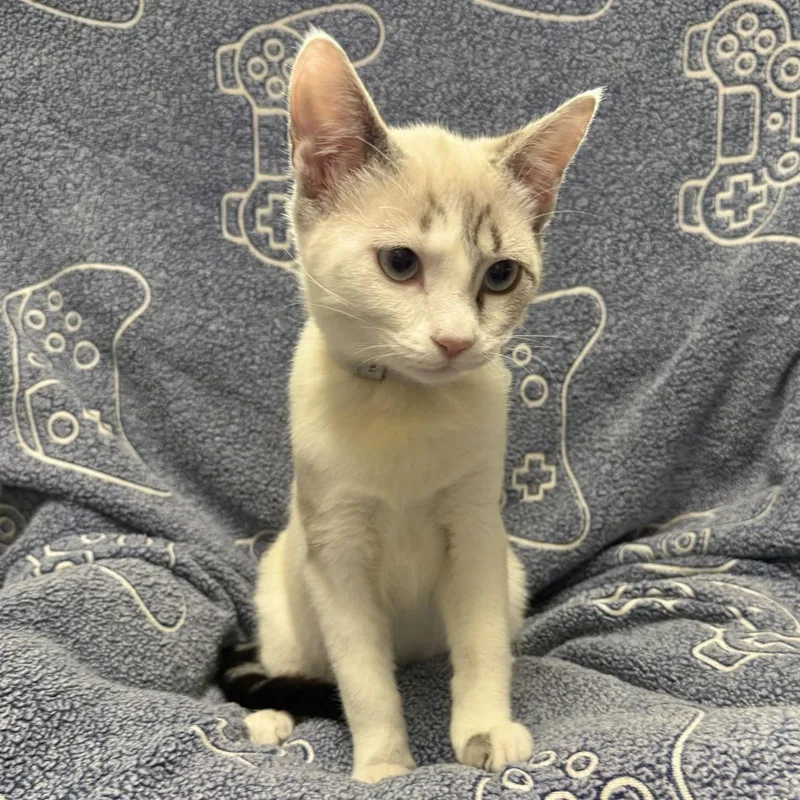 A baby small-sized female Buff / Tan / Fawn Domestic Short Hair cat named Brooch for adoption in Hawthorne, CA