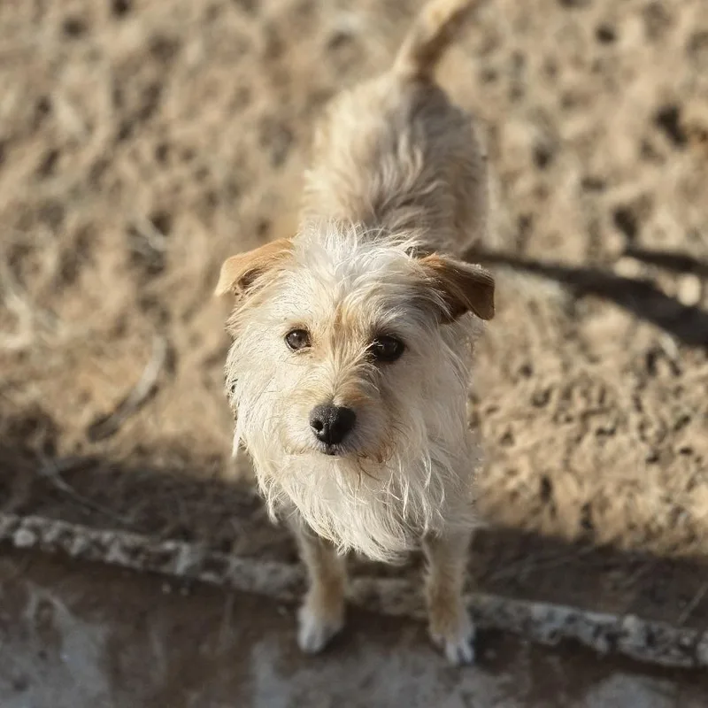 An adult small-sized female Yellow / Tan / Blond / Fawn Terrier dog named Jan for adoption in Oxford, ME
