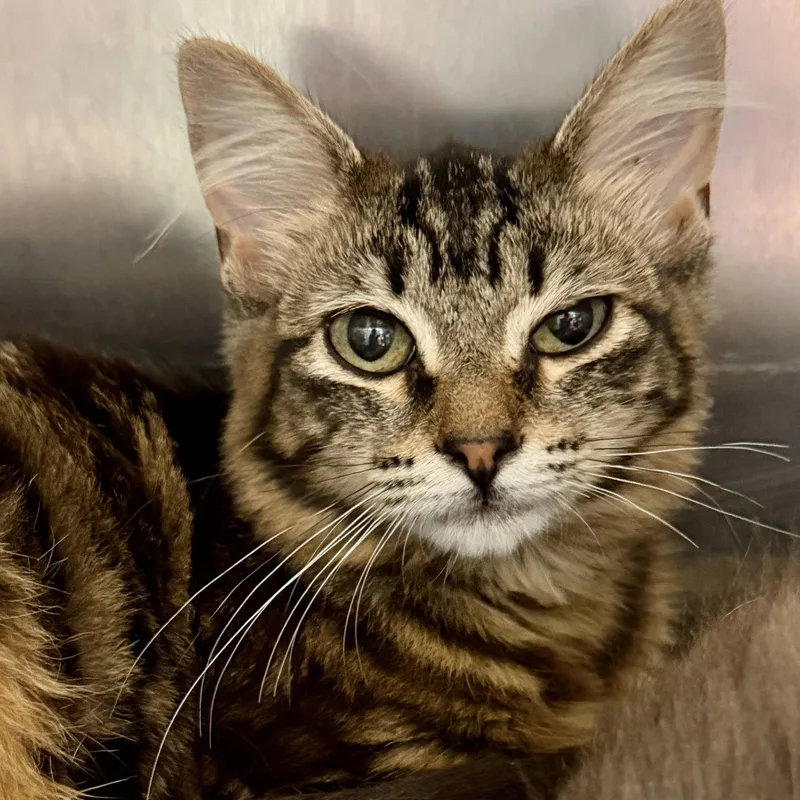 A baby small-sized female Brown / Chocolate Domestic Short Hair cat named Peridot for adoption in Oakland, CA