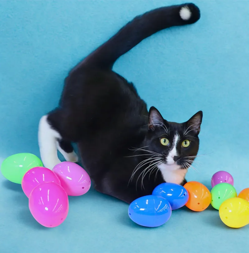 Pepé Le Pew  thumbnail 2