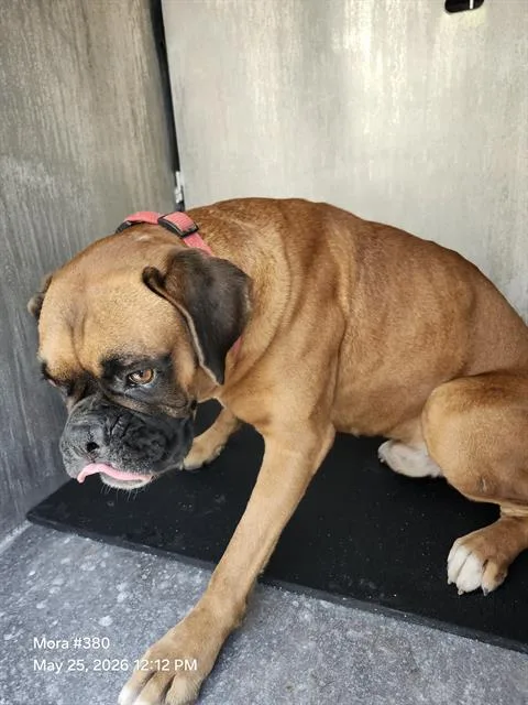 A young medium-sized male Boxer dog named Juanito for adoption in San Antonio, TX