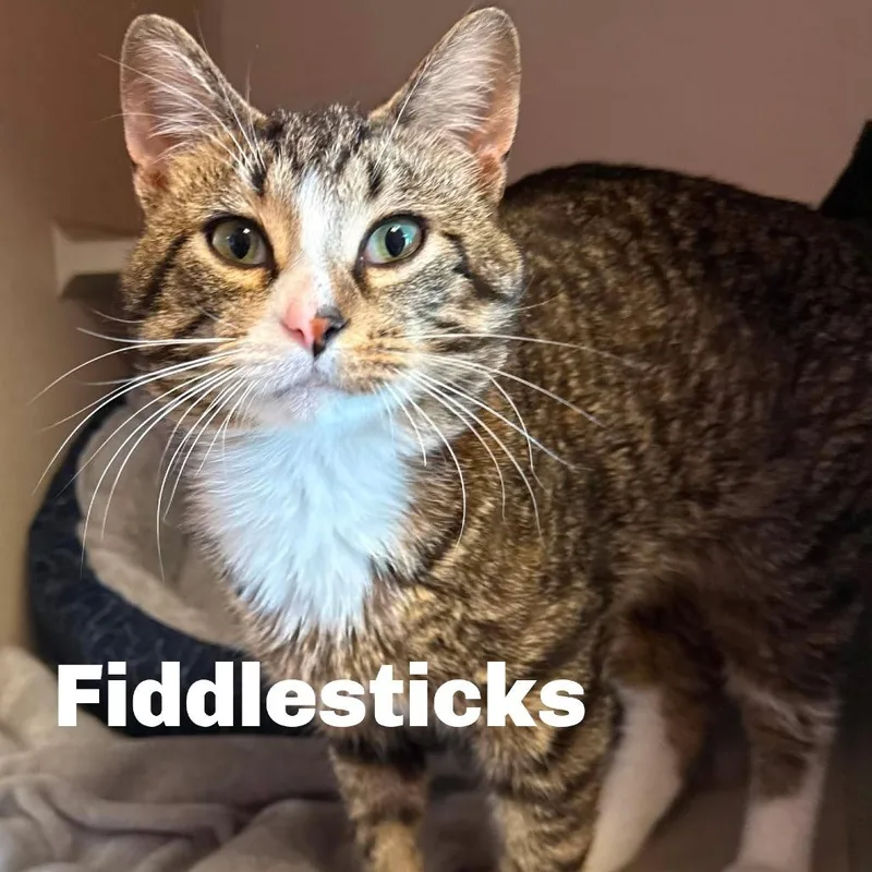 Fiddlesticks