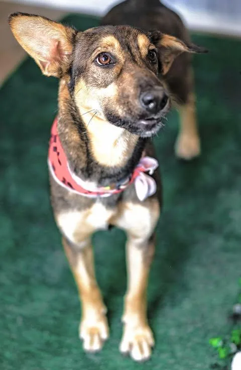 A young medium-sized female Bicolor German Shepherd Dog dog named Princess Leia for adoption in Allen, TX