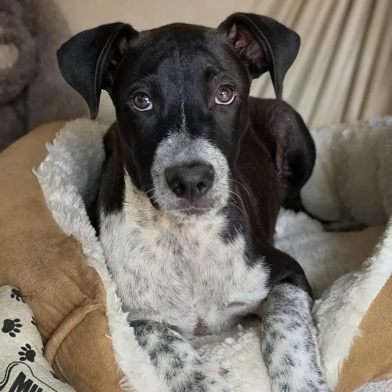 A young medium-sized male Black Mixed Breed dog named Monty for adoption in Cleveland, TX