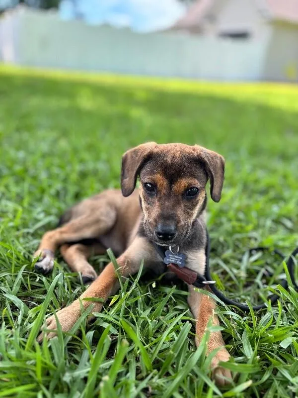 A baby small-sized female Tricolor (Brown, Black, & White) Beagle dog named Addie for adoption in Aiken, SC