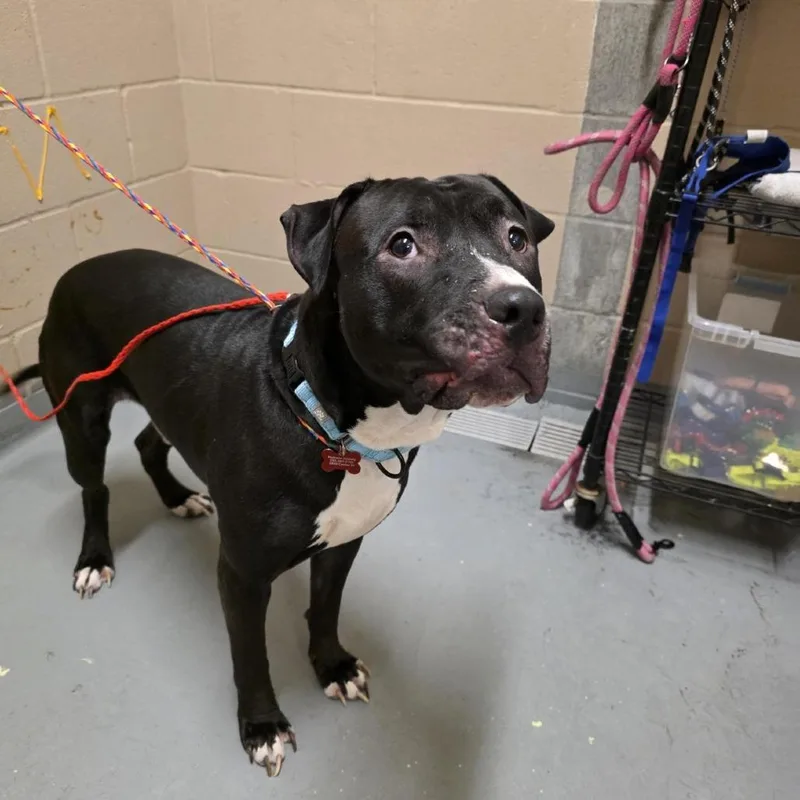 An adult large-sized male Black Mixed Breed dog named Edward for adoption in Tacoma, WA