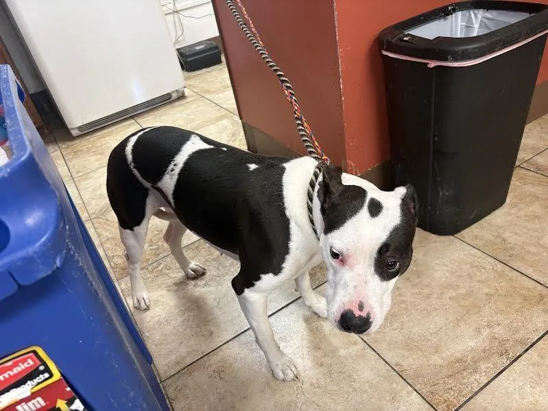 An adult medium-sized female Black Mixed Breed dog named Sprinkles for adoption in Cincinnati, OH