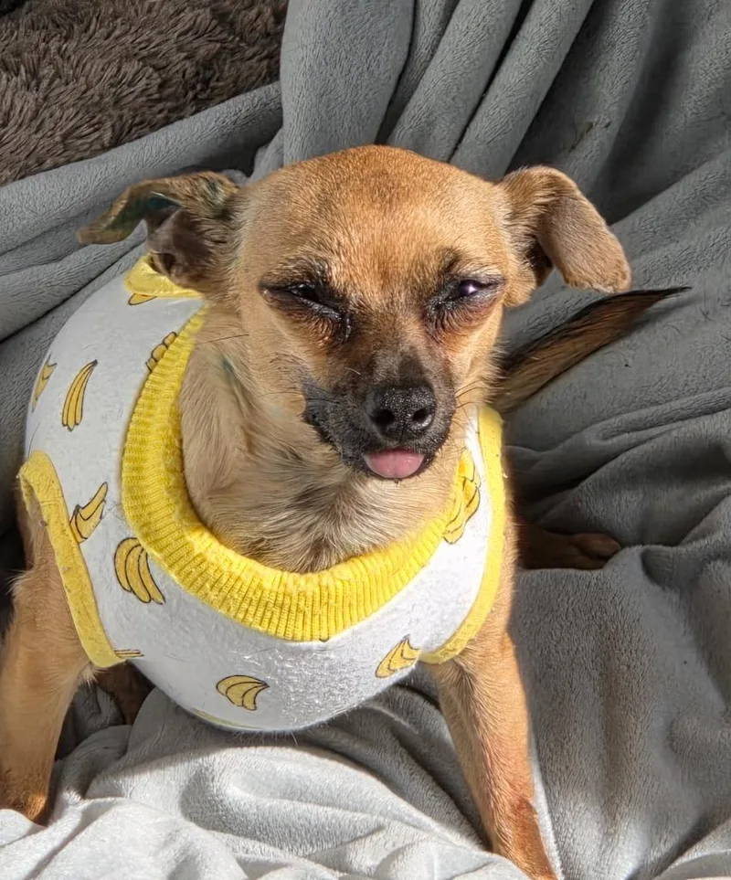 A young small-sized female Chihuahua dog named Guppie for adoption in Brookings, OR