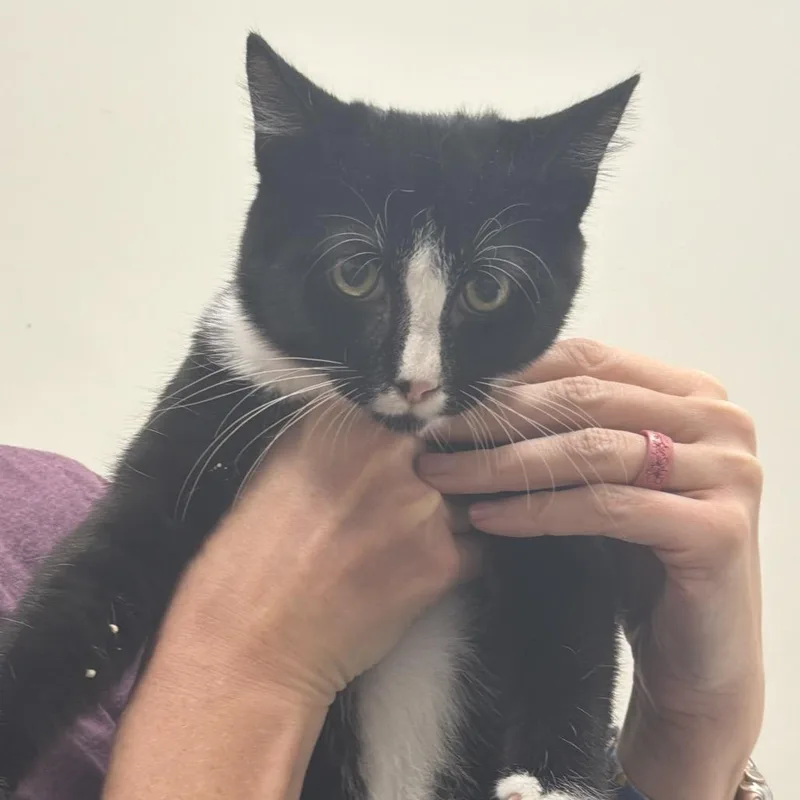 A baby medium-sized male Black Domestic Short Hair cat named Sleet for adoption in Chattanooga, TN