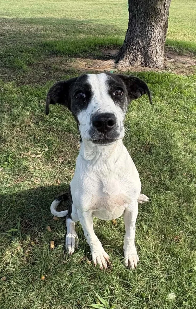 A young medium-sized female White / Cream Labrador Retriever dog named Sweetness for adoption in Cleburne, TX