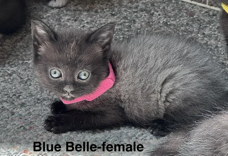 Blue Belle thumbnail 2