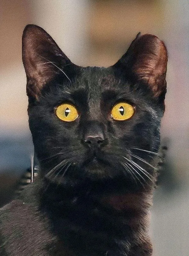 A young medium-sized female Black Domestic Short Hair cat named Curiosity for adoption in San Jose, CA