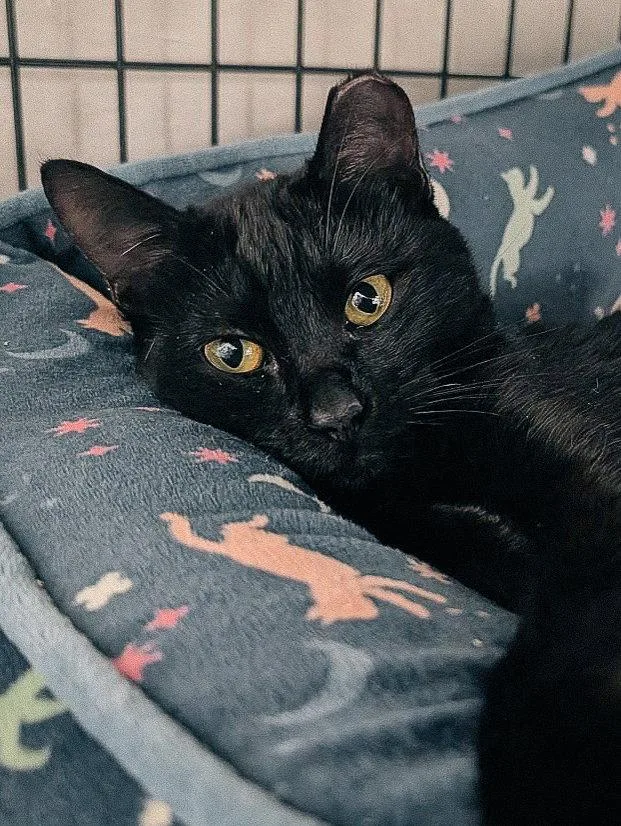 Curiosity thumbnail 2