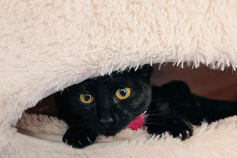 Curiosity thumbnail 3