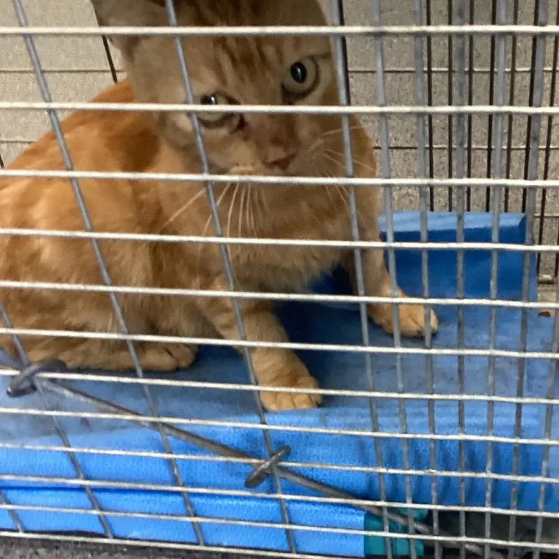 A young small-sized female Orange / Red Domestic Short Hair cat named Taylor for adoption in Montgomery, AL