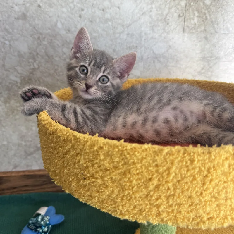 A baby small-sized male Tabby (Gray / Blue / Silver) Domestic Short Hair cat named Folarian for adoption in Milwaukee, WI