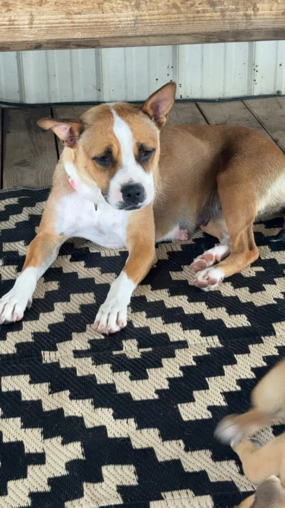 A young medium-sized female Mixed Breed dog named D for adoption in Tifton, GA