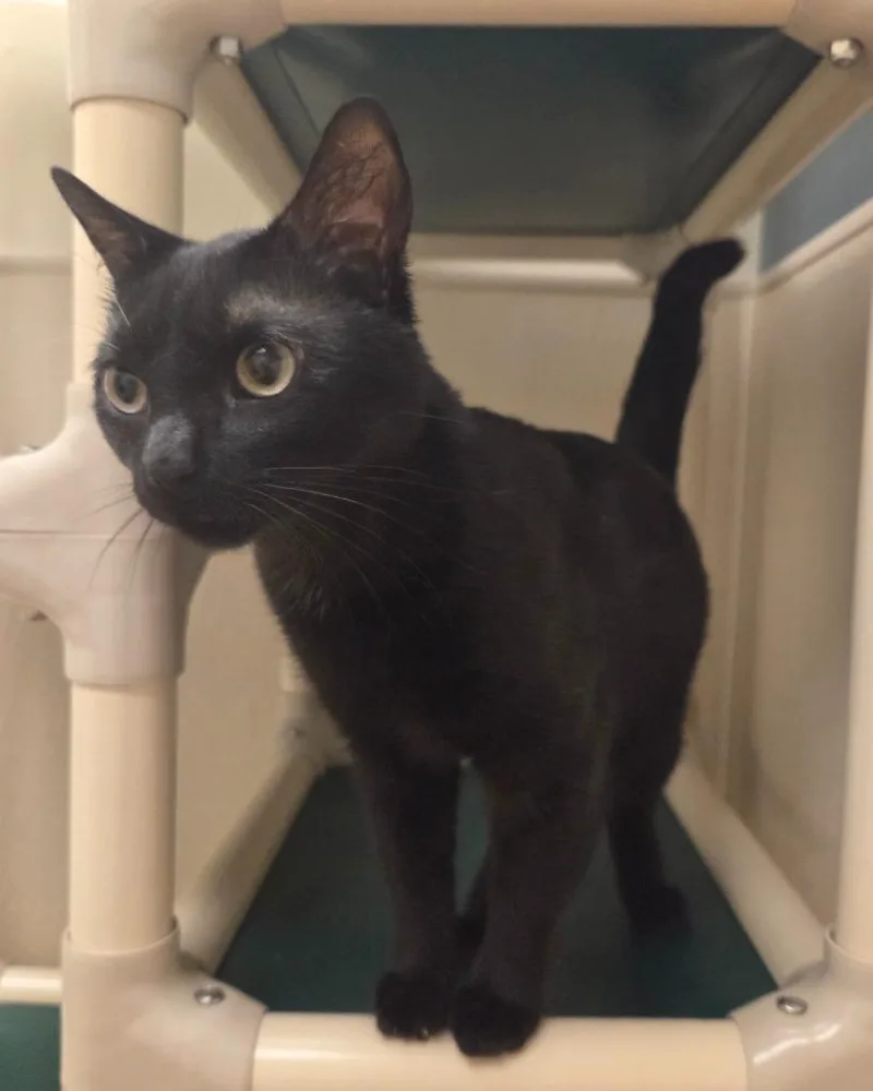 A young medium-sized male Domestic Short Hair cat named Rusty for adoption in Superior, WI
