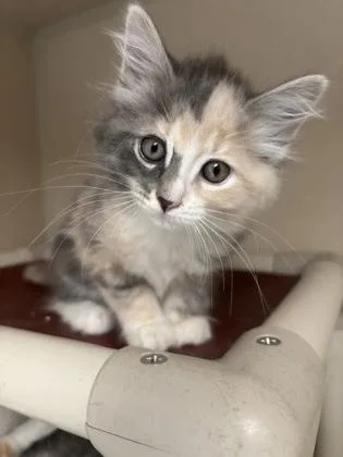 A baby small-sized female Domestic Long Hair cat named Sunchips I AM AT for adoption in East Brookfield, MA
