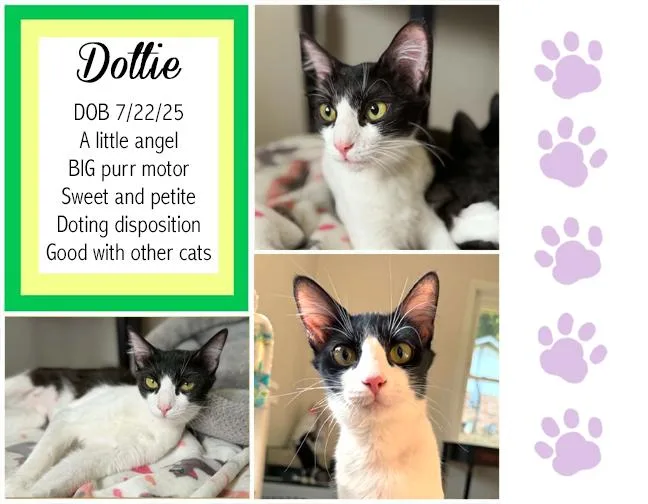 Dottie thumbnail 4