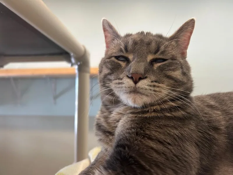 A young medium-sized male Domestic Short Hair cat named RC Daley Whiskers for adoption in Ashland, WI